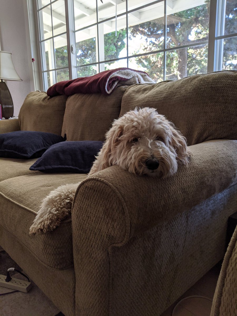 fluffyaddie's tweet photo. Huh. @MrBilboWaggins's dad called me lazy. #iguessitmightbetrue #lazysunday #couchpotato #missmymomanddad https://t.co/qbwucZYGAi