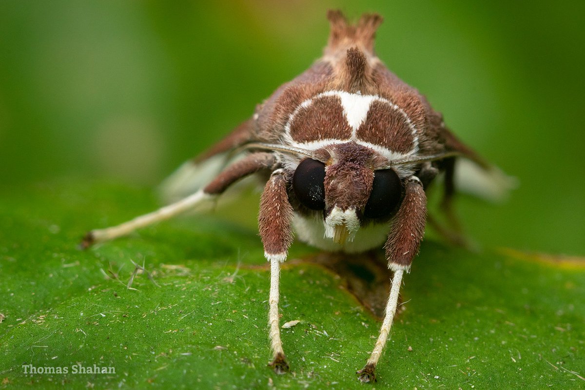 Thomas Shahan (@ThomasShahan) on Twitter photo 2019-10-20 23:14:56 ...and heres a portrait of the moth. Maybe Bertholdia? Mindo, Ecuador ...and heres a portrait of the moth. Maybe Bertholdia? Mindo, Ecuador