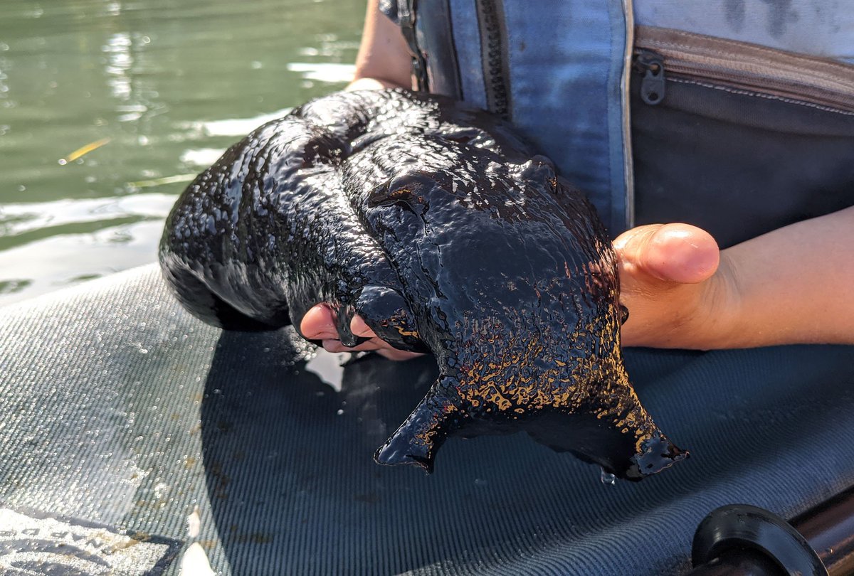 I was expecting good times kayaking in Elkhorn Slough (California coast) because of the ~150 sea otters. But the highlight by far was this black sea hare (Aplysia vaccaria, a kind of slug). Gigantic! Amazing! And yes slimy.