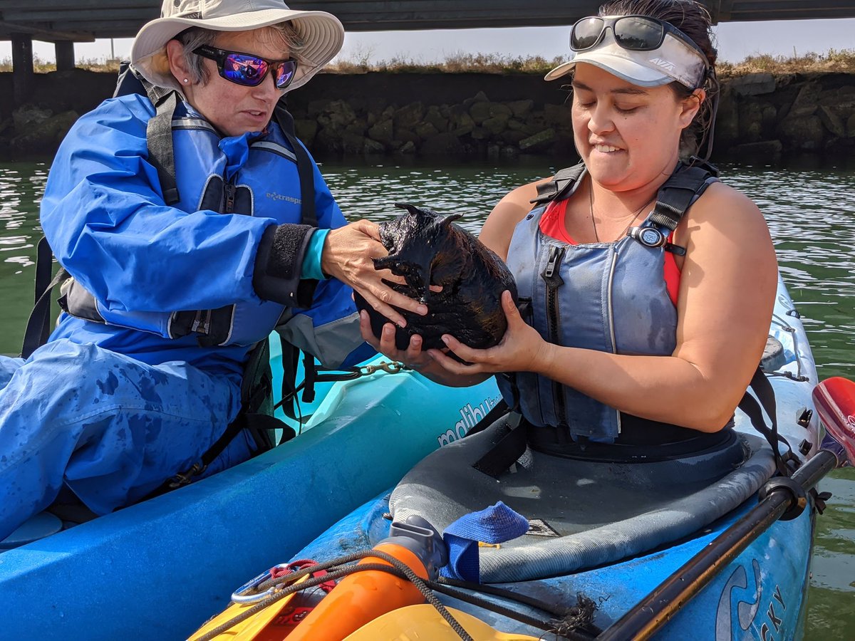 Our guide Lauren the slug-whisperer knew some pilings where they can sometimes be found. Here's  @rachelkonrad handing the sea hare back to Lauren after a little cuddle.