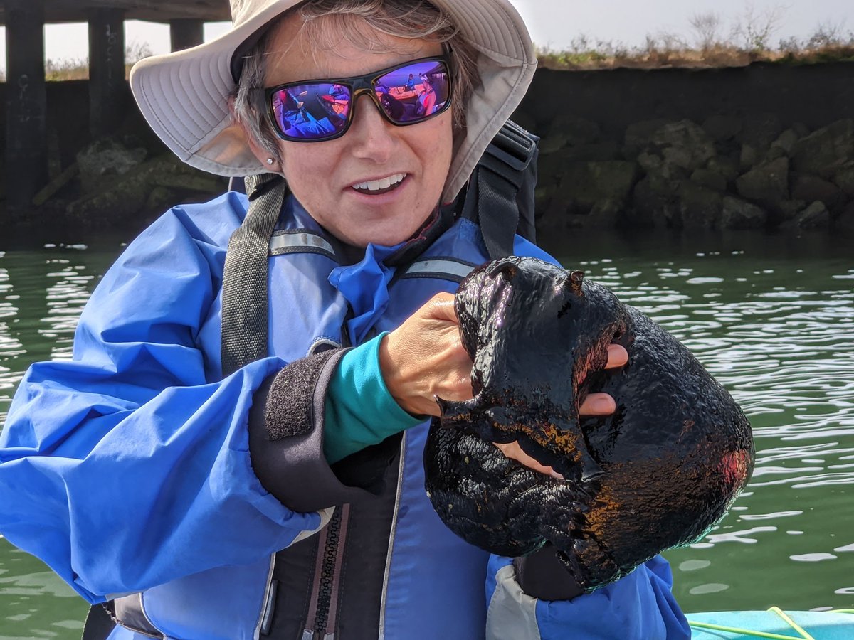 It was gigantic. Here you can see its "ears," whence the name sea hare. I don't know if they call the front of its snout a mustache but that's what I was thinking.  @rachelkonrad was charmed.