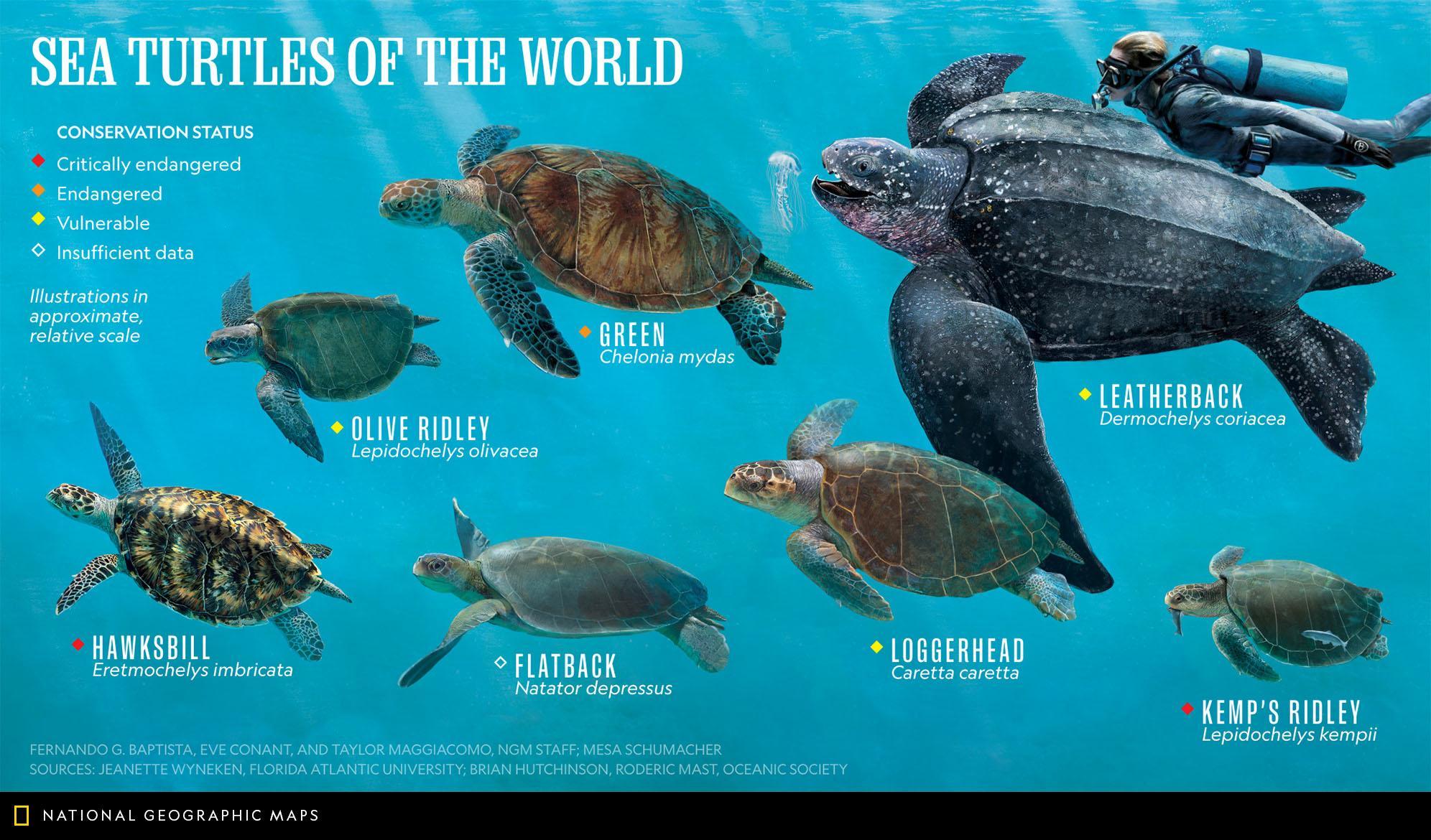 Sea Turtle, Species