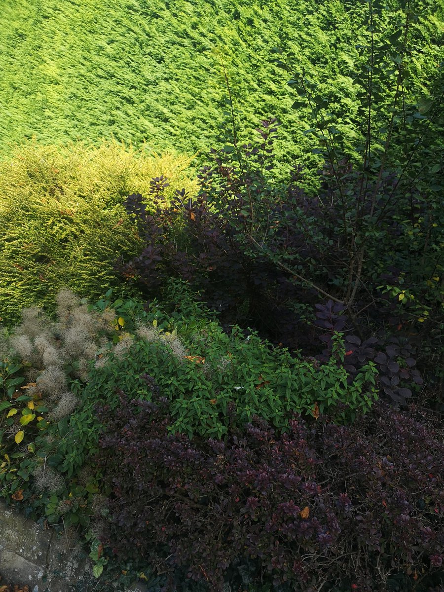 Dans been busy for his final day in the garden until March today..