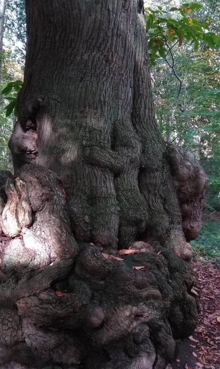Forest_Walker1's tweet photo. One of our favourite Sweet Chestnut #gnarlytrees @NTClumberPark #ArtistOnTwitter just waiting to be sketched. https://t.co/JJo484bb7m