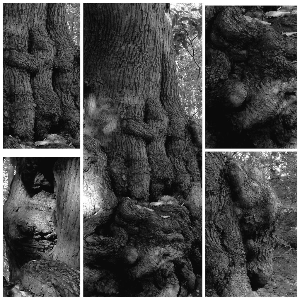 Forest_Walker1's tweet photo. One of our favourite Sweet Chestnut #gnarlytrees @NTClumberPark #ArtistOnTwitter just waiting to be sketched. https://t.co/JJo484bb7m