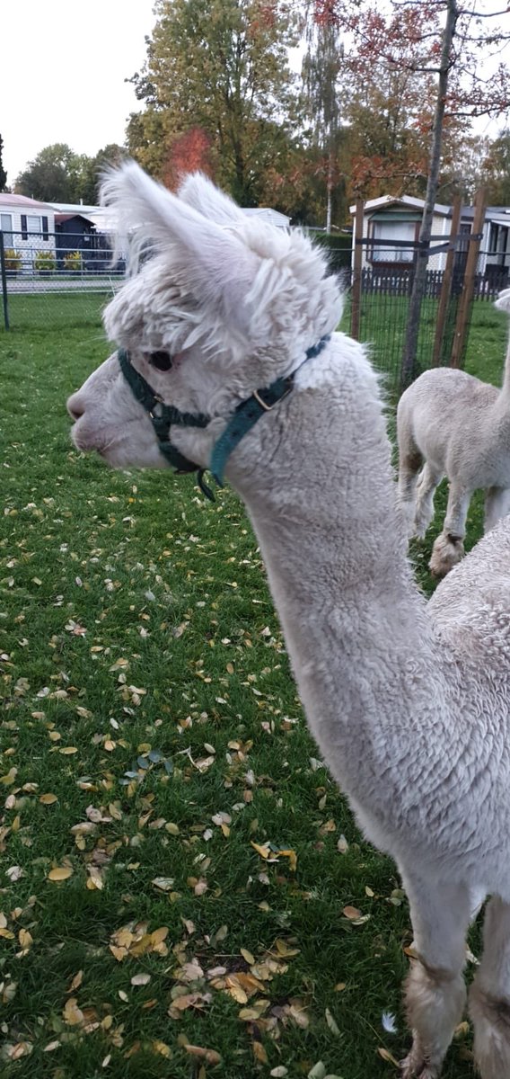 Aukios's tweet photo. @BlockBenny @TheOtherBQ Het is trouwens een Alpaca 😬 https://t.co/MwB3lY6XEU