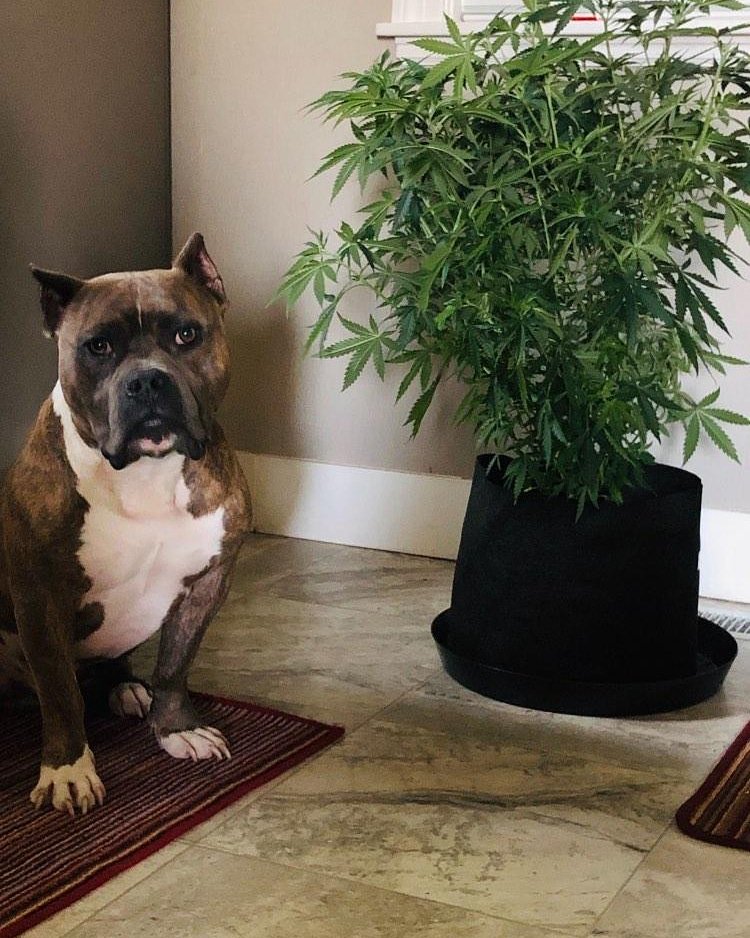 MJBlogCanada's tweet image. Pets and cannabis are the best thing in this world! Don't u agree? 

#stonerfam #MJBlog #puffpuffpass #dogsofinstagram #highlife #pets #highsociety #stayhigh #stonernation #hemp #IamCannabis #animals #cannabis #cannabiscommunity #weed #marijuana #cannabisculture
#hightimes