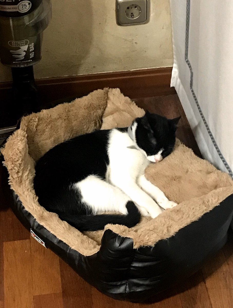 Mi gata se ha perdido en la zona de los lacasitos (Club de Marketing) en Mutilva. Lleva un collar gris y responde al nombre de Pitu. Se agradece difusión y cualquier dato escribirme.
Necesito que aparezca 😓