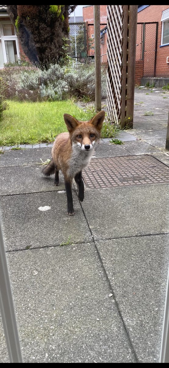 Had a little visitor on my break today 🦊