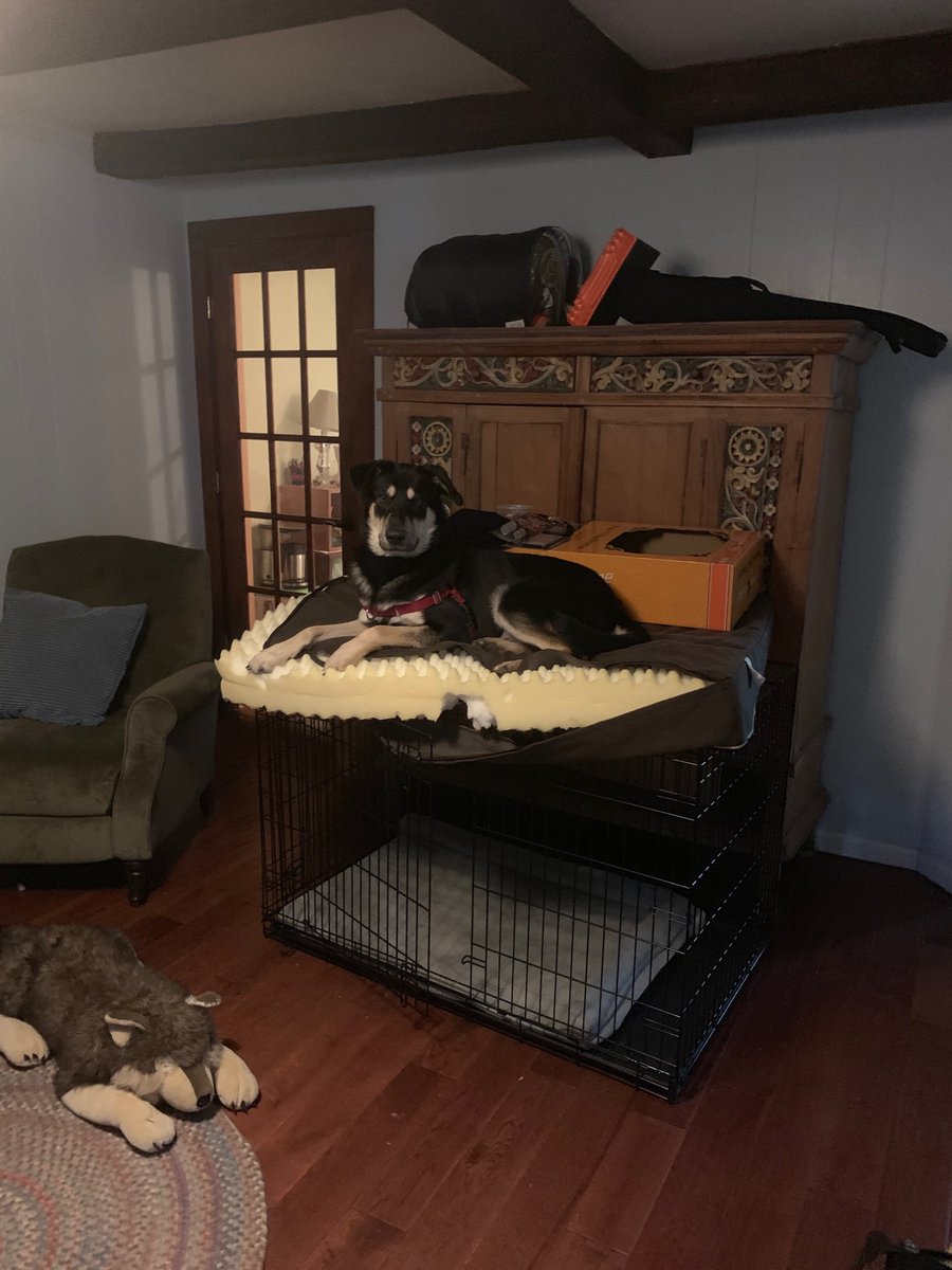 cat sleeps in dog crate