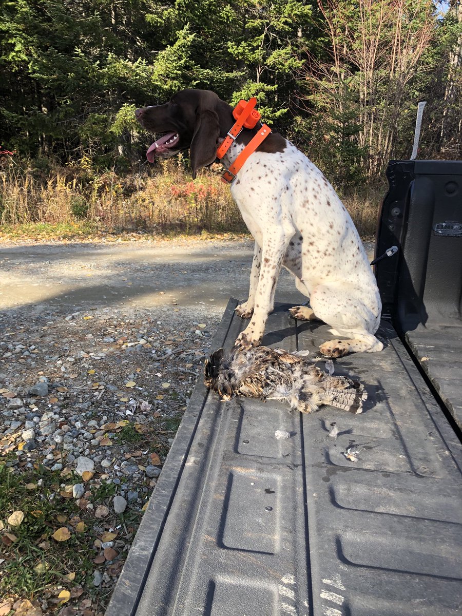 kls60's tweet photo. Camera shy but got it done! #maineuplandhunt #maineguide #NAVDHA https://t.co/T0iD7xanWw