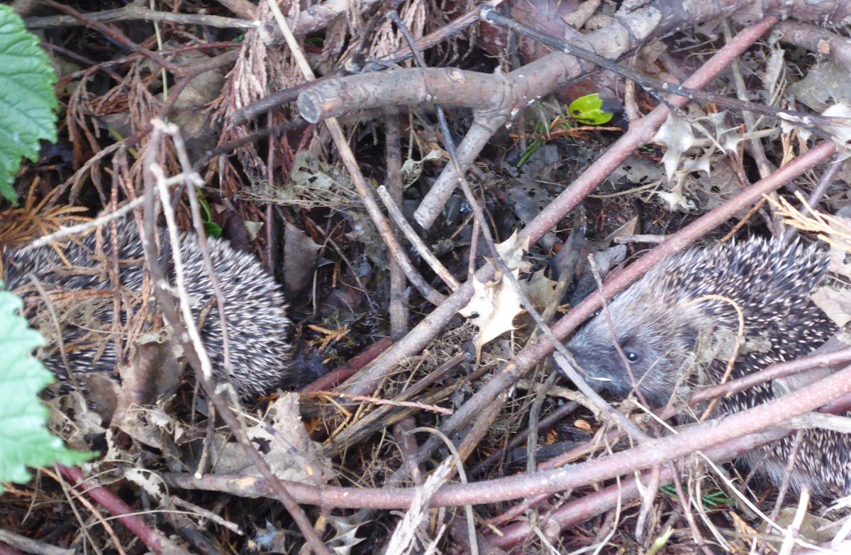 natepix1's tweet photo. Hogs 4 and 5 are enjoying a good forage in the dump ground. Hope you can do something similar🤞
This is year 3 and wouldn't have tried this without #TwitterNatureCommunity and the #PilonFracture so what a result. https://t.co/fyFsVzhjvn