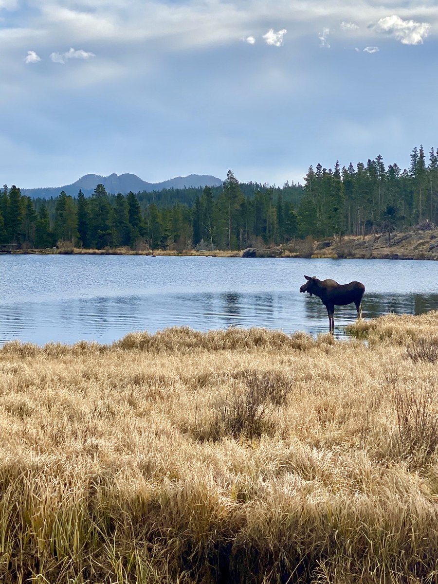 jeremybranson's tweet image. #RMMP #MOOSE!!! #SpragueLake @cjbranson #iPhone11Pro