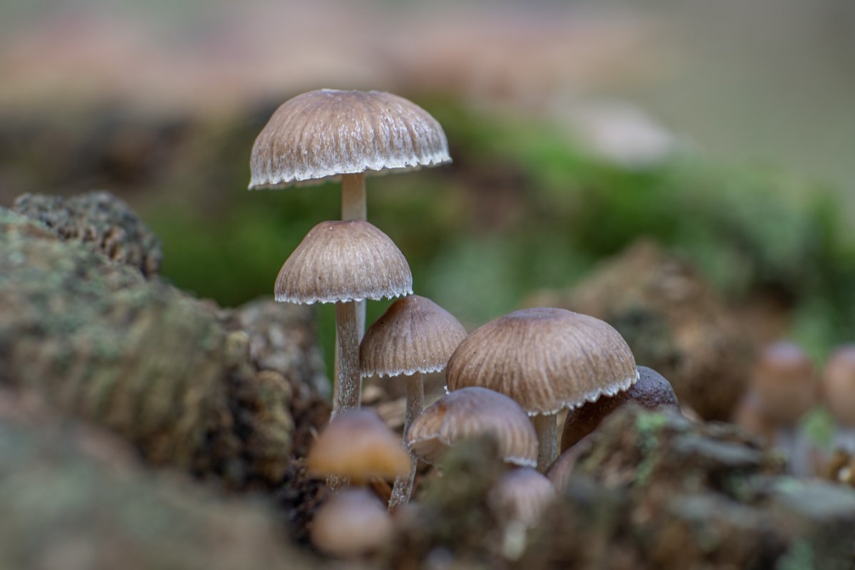 Mark Rowley tweet media