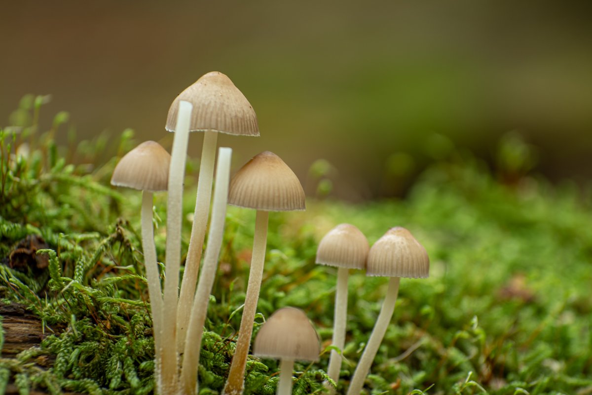 Mark Rowley tweet media