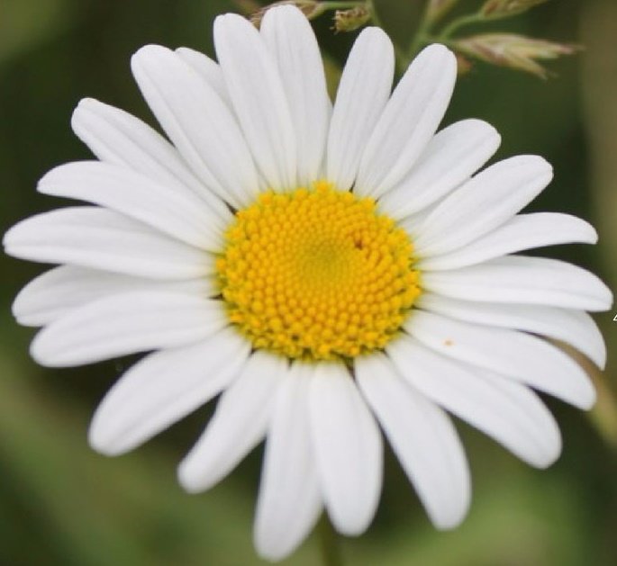 들국화 수만큼 
그 꽃잎의 수만큼
욱신욱신 차오르는 마음 꽃잎에 묻어나
숨결마다 팔닥팔닥 물든
목숨같은 그리움 천상으로 피어난
이 가을엔 당신이 더 더욱 그리워집니다.