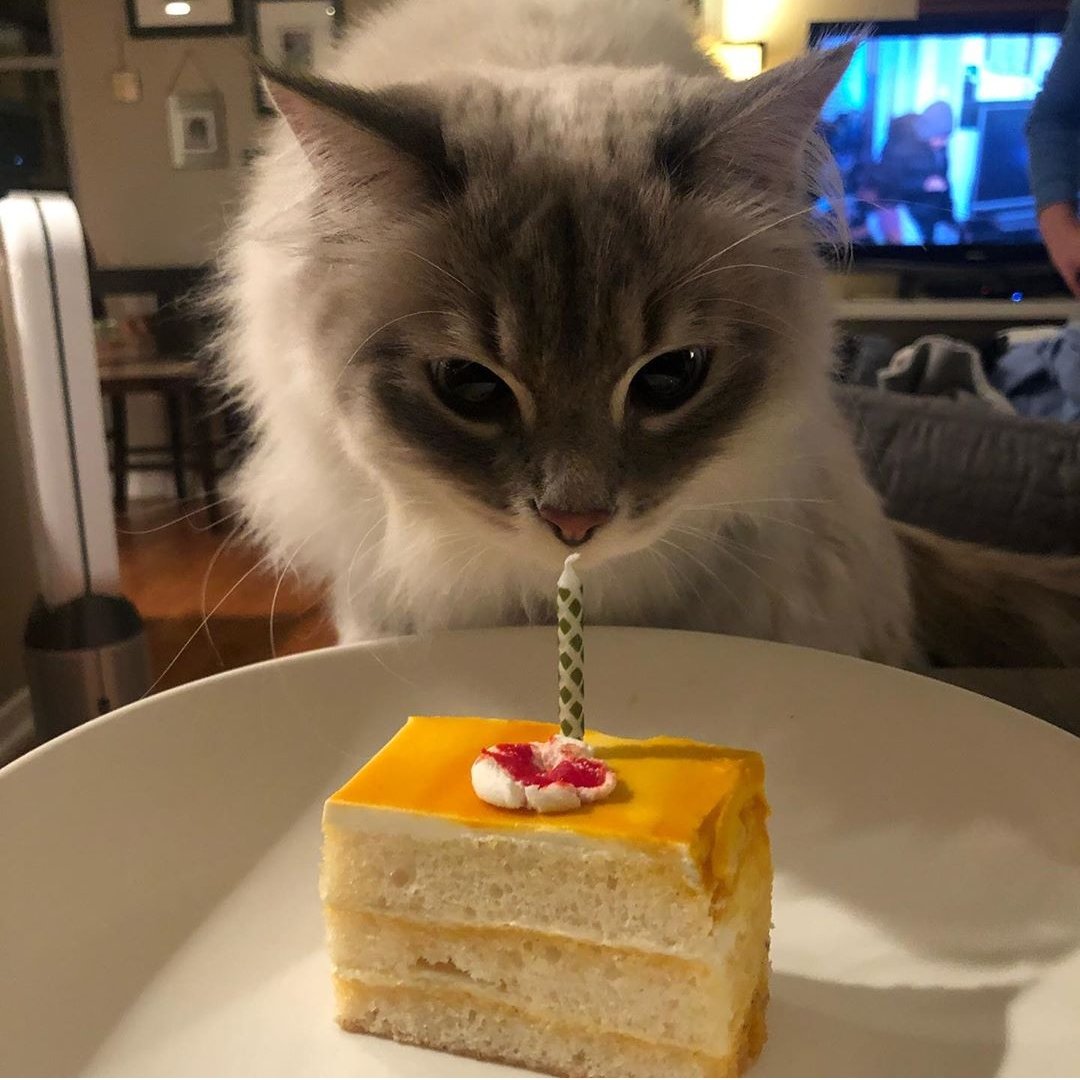 GillymacBean's tweet photo. #nyxandmarley say happy birthday to their human 🎂 https://t.co/EPkaUaQ3EE