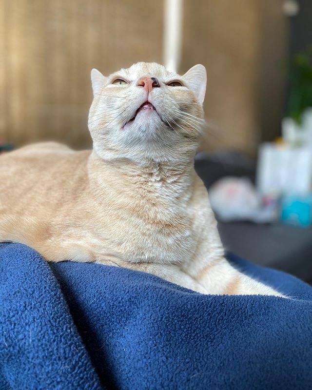 pete_here's tweet photo. Feline good on this laaaazy Sunday. 🐱❤️
.
.
.
#junebug #happysunday #lazy #happy #meow #purr #catsofinstagram #kitty #cat #catstagram #cute #pittsburgh #pittspurrgh https://t.co/nn9kLJjqU8