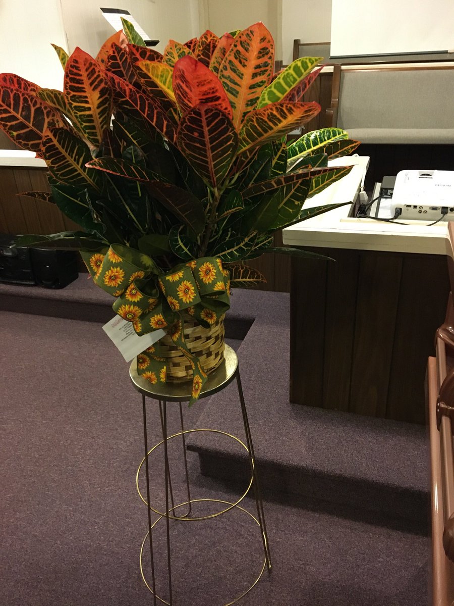 drdan31's tweet image. I want to thank my #Baylor work family, including @Prof_Hansen , Melanie Ferguson and others for sending this beautiful plant in remembrance of my Mom. My Dad, the rest of the family and I were moved at the gesture and the love it represents. #grateful #BaylorFDM