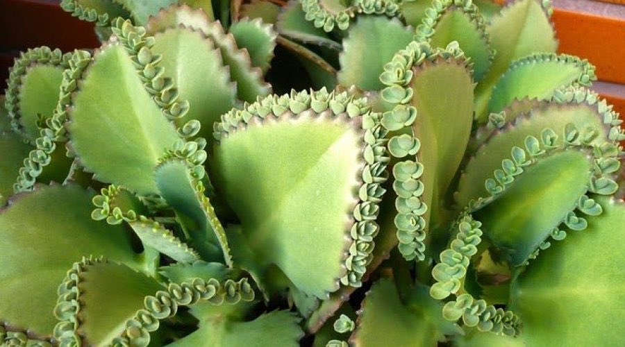 SutmegN's tweet photo. The Kalanchoe plant showcases quite an interesting method of reproduction. The genus Kalanchoe reproduces asexually by producing plantlets on the outer rim of its leaf. These young plants then fall off and take root themselves. @NutmegSomething #Bio210Fall19 https://t.co/XezR84HhcN