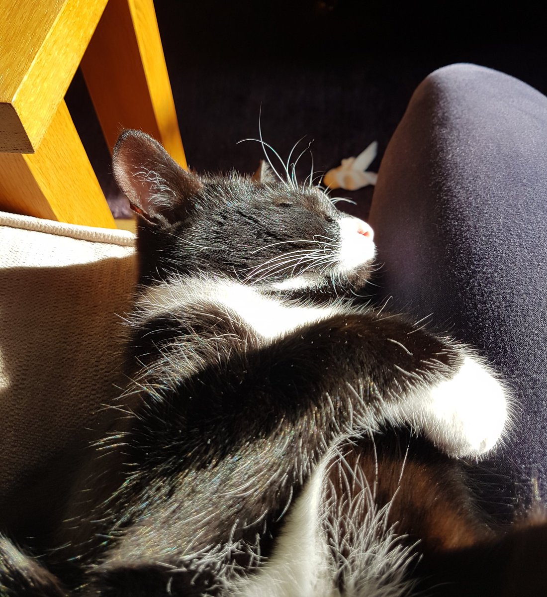 ScottishHaught's tweet photo. I love my wee Isla!!! 😍 #IslaKitten
#blackcatawareness #Happiness #mybestfriend https://t.co/dM8jonQwrw