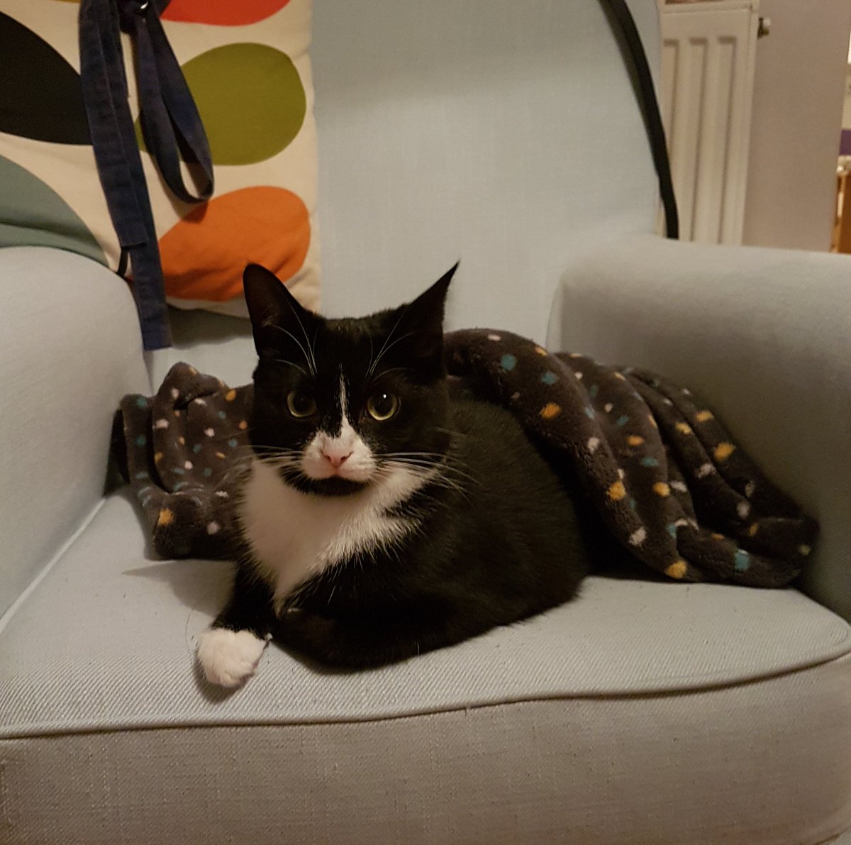 ScottishHaught's tweet photo. I love my wee Isla!!! 😍 #IslaKitten
#blackcatawareness #Happiness #mybestfriend https://t.co/dM8jonQwrw