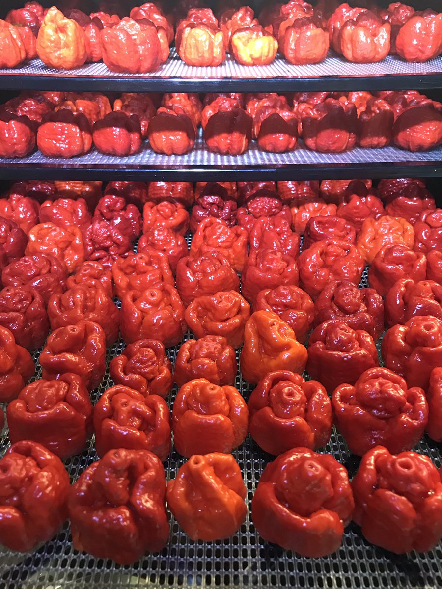 RickCreber's tweet photo. The heat is on, the smell tomorrow will be out of this world #7pot #habanero #chilli #growninguernsey #seedtobottle #hotsauce #smallbatch #madeinguernsey #paradisefarm #paradiseisland #isleofsun #islandlife https://t.co/R0GqgMikU2