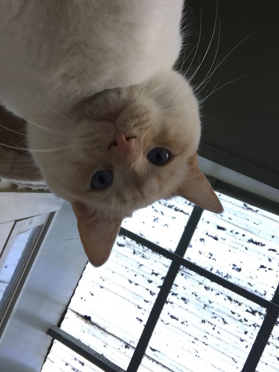 goodboyalfie's tweet photo. POV I’m sit on your Cheast  and I’m heavy but you cannot be mad at me https://t.co/gFrpwP7M7v