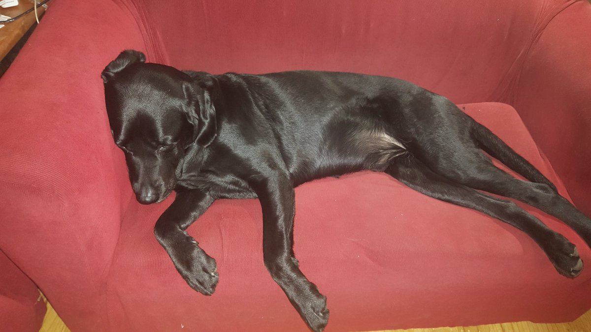 TwoDogHowl's tweet image. Someone turned six on the weekend...he was pretty relaxed about it...Happy Birthday Murph!🎉🐾 PS lots of treats were had!