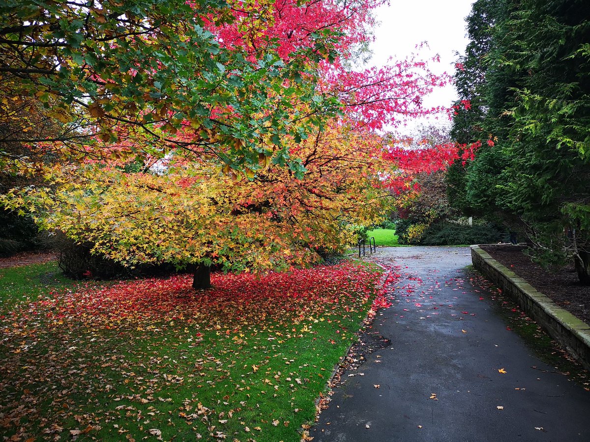 The Valley Gardens looking divine today #valleygardens #yorkshire #harrogate