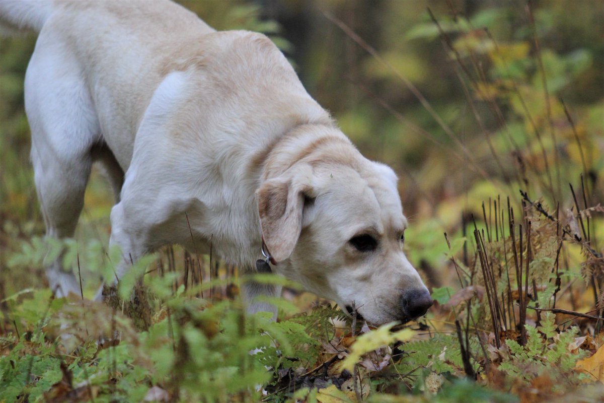 HMarcLarson's tweet photo. Scout's first ruffed grouse #hunt in the @CNNF002. 3 flushes+0 retrieves=#badshot #labradorretriever https://t.co/kroxPNyNDf