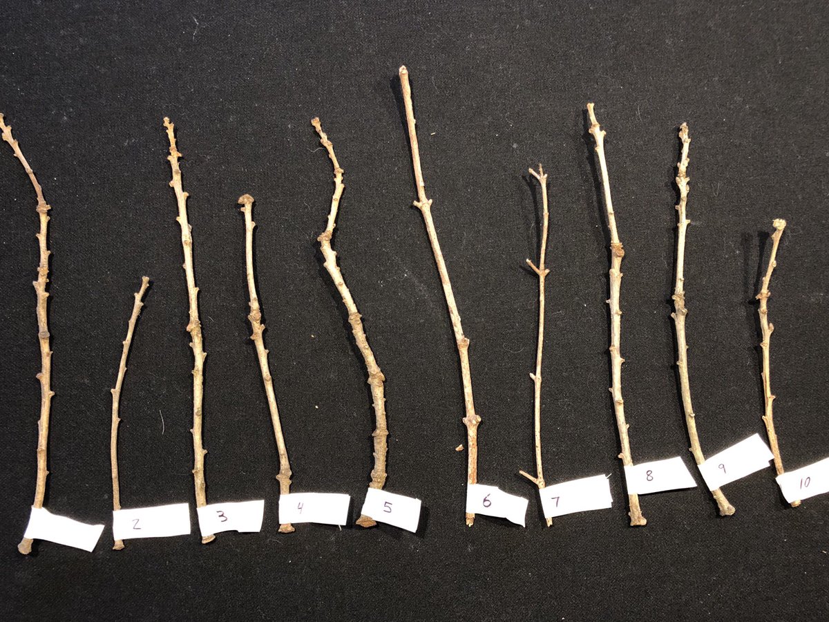 SutmegN's tweet photo. Woody stems can be aged by counting the number of scar terminals, which indicate annual growth. Here is a photo of the 10 stems I collected! 5 of them are Bur Oak, the other five are Sugar Maple. @NutmegSomething #Bio120Fall19 https://t.co/5zOeEP4ITK
