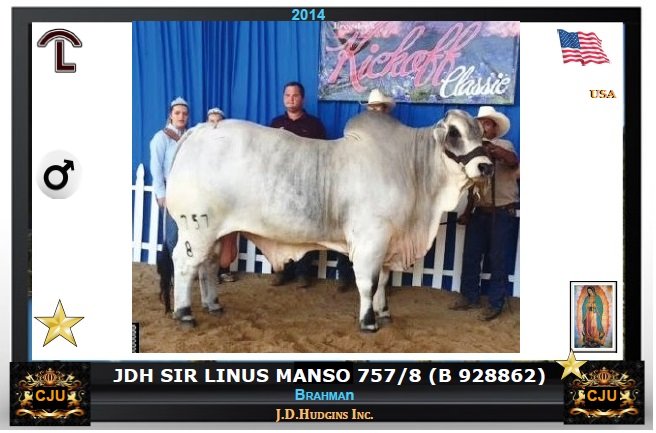 ganaderias's tweet photo. 1⃣ #IslasCanarias 🏆🇮🇨★★★🇮🇨🏆 #BrahmaN #Taejon   ► JDH SIR LINUS MANSO 757/8 (B 928862)  ►  n°  #Venezuela 🏆🇻🇪★★★🌳★★★ 🇻🇪🏆 ✪El mayor visitante del dia✪The biggest visitor of the day.✪   20-10-2019 #117: ►https://t.co/fXvvR45U8r https://t.co/FXKx4TZYol