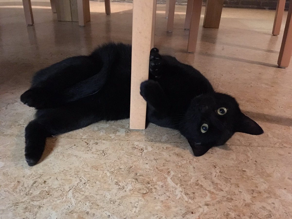 Sinds het weekend is er een ware kasteelkat komen wonen op het Kasteel. De cliënten van <a href="/AbronaKasteel/">Abrona Kasteel</a> zullen met elkaar zelf gaan zorgen voor hun nieuwe huisgenoot. #metelkaarvoorelkaar <a href="/Abrona/">Abrona</a> #lerenzorgenvoor #kasteelkat #zorgenmoetjedoenennietmaken