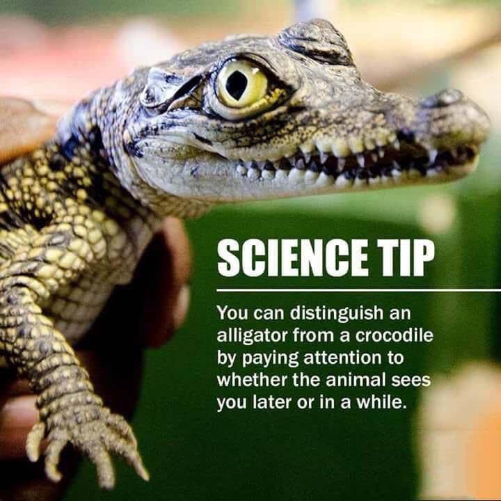 Sauls_science's tweet photo. Science is amazing. #sickscience #latergator #afterwhilecrocodile https://t.co/jyOfqN04kx