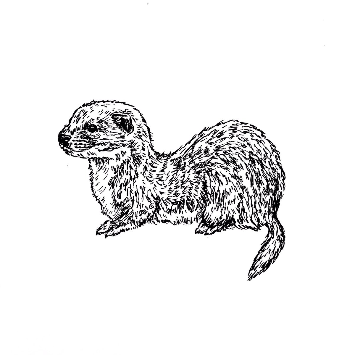 pinemartes's tweet photo. ‘Tread’
Inktober Day 20.
 Weasels are incredibly difficult to monitor, possessing tunnel-based hunting ecologies and uneven distributions. One other method used to track weasels and stoats is footprint tracking on snow. 
#foxandmarten #inktober #inktober2019 #weasel https://t.co/7xjlkH2bS1