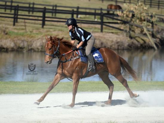 Not long now till these beautifully bred fillies head into the stables <a href="/RobHeathcote/">Rob Heathcote</a> and Matthew Dale Racing #dissident #deepfield  #kermadec <a href="/KoloraLodge/">Kolora Lodge</a> <a href="/NewgateFarm/">Newgate</a> <a href="/DarleyStallions/">Darley</a>