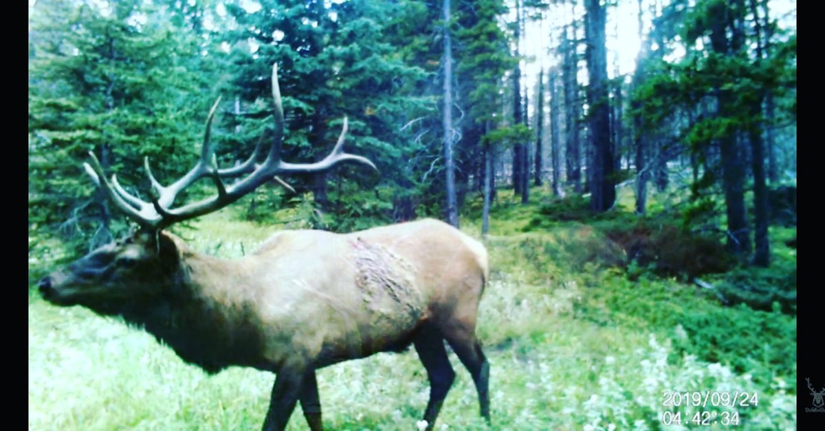 My latest rifle elk hunting video on public land. It was a grind and tough hunt. Now onto late season cow elk.
#howausa #legacysportsinternational #elkhunt
#thehuntingpublic #huntingelk #onxhunt 
youtu.be/eaQI7W7GrGI