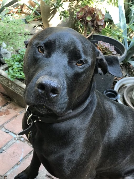 @realmedicineMI @pitbullsad This is my sweet man. Protector of the family and lover of holes in the back<a class="tags" target="_blank" title="On Twitter" href="/?out=eyJ0eXAiOiJKV1QiLCJhbGciOiJIUzUxMiJ9.eyJpYXQiOjE3MjEzNTQ5NjAsImlzcyI6InR3cG9ybnN0YXJzLmNvbSIsIm5iZiI6MTcyMTM1NDk2MCwiZXhwIjoxNzUyODkwOTYwLCJyZWRpcmVjdF91cmwiOiJodHRwczovL3R3aXR0ZXIuY29tL3JlYWxtZWRpY2luZU1JIn0.8zNlaw7yz240dktmcj8Ps4PNnRvPJY_c-tTENrluPU0Hnu-hgWJ2ZklmunPqU-sG8likdeS7oeHQgLJiRs8cng">@realmedicineMI</a><a class="tags" target="_blank" title="On Twitter" href="/?out=eyJ0eXAiOiJKV1QiLCJhbGciOiJIUzUxMiJ9.eyJpYXQiOjE3MjEzNTQ5NjAsImlzcyI6InR3cG9ybnN0YXJzLmNvbSIsIm5iZiI6MTcyMTM1NDk2MCwiZXhwIjoxNzUyODkwOTYwLCJyZWRpcmVjdF91cmwiOiJodHRwczovL3R3aXR0ZXIuY29tL3BpdGJ1bGxzYWQifQ.0worxOmETu4esa8lQ6Bb90PbQStjxV72V2knGwtKY9eOQnEWxBr0HCzNicPi5auIiSD8bZvgKIQhiZ4slhE3Xw">@pitbullsad</a><a href="/tag/jealousy"class="tags"><span>#jealousy</span></a>