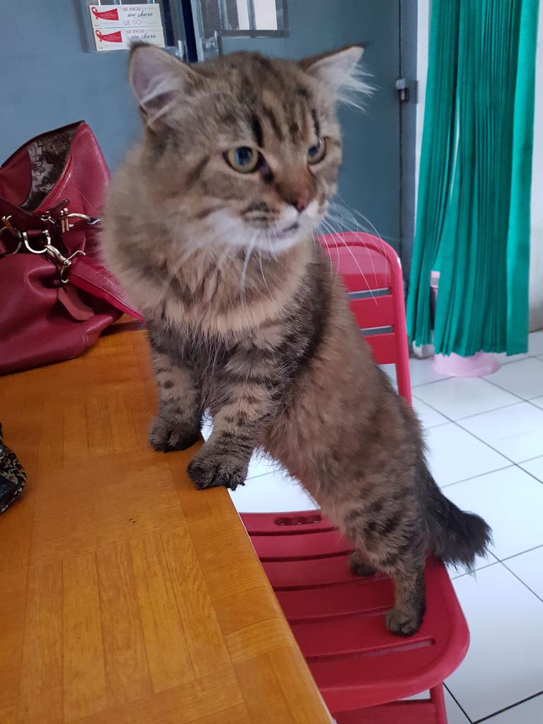 dr_acidcute's tweet photo. Open Adopt.  
Jantan.
Umur tidak diketahui. 
Ras tidak diketahui. 
Galak.
Lokasi :
Jln Pacuan Kuda 
Kel. Sukamiskin
Kec. Arcamanik
Bandung
@infobdg @infobandung @bdgfess https://t.co/V19XxV7IhC