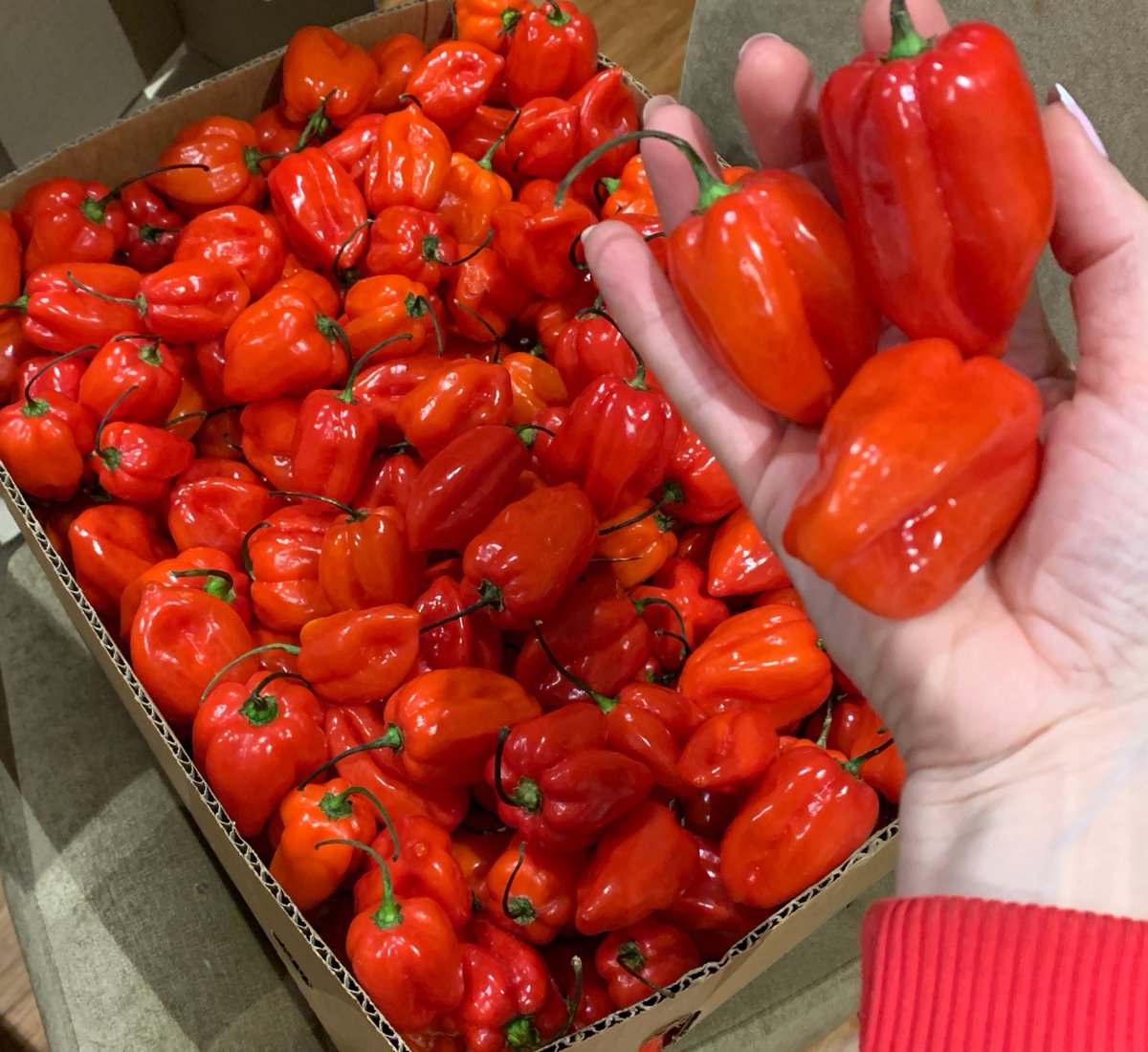 Beliciousfoods's tweet photo. It's Habanerry time! Check those babies.. 😍🌶.
#besthotsauce #delicious #chillihead #chillichompers #habanero #scovillescale #hot #hothothot #goodfood #shoponline #hotsauceonline #freshchilli #farmersmarkets #aussiefarmers #hothabanero #habaneropeppers #allnatural #freshproduce https://t.co/WvokxLK5QQ