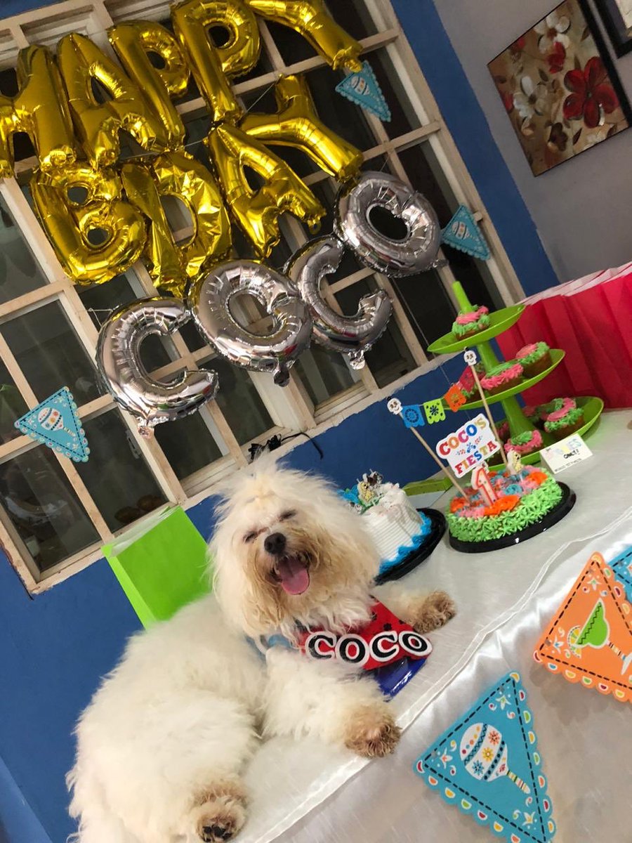 cjoly02's tweet photo. El mejor #CocoSunday de la historia
Nuestro bebe tiene 1 añito !!! https://t.co/FPVhL6d4nh