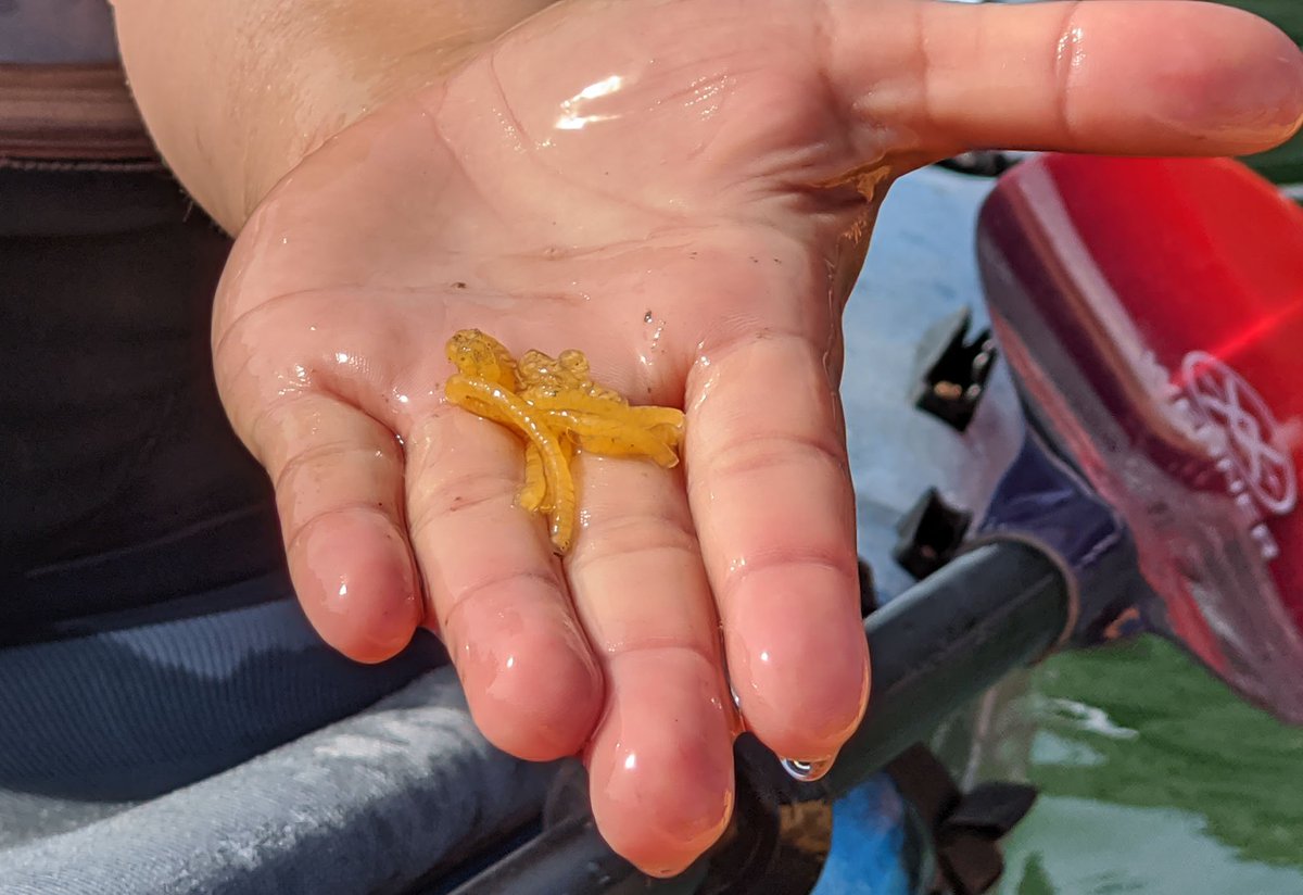 Here are its eggs. The black sea hare Lauren found was one of a group of 7 (I will think of these guys now every time I hear about the G7). They hook up in "daisy chains" which for aquatic hermaphroditic creatures is apparently a pretty exciting event.