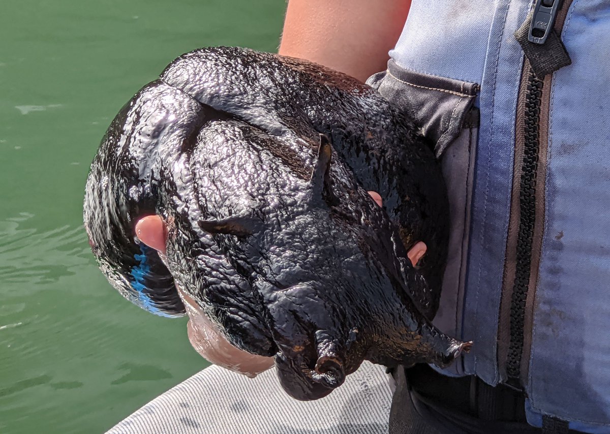 Here is another photo where the black sea hare's ears (rhinophores) are perkier.Our tour was with  @KayakConnection in Moss Landing, California. Thumbs up.