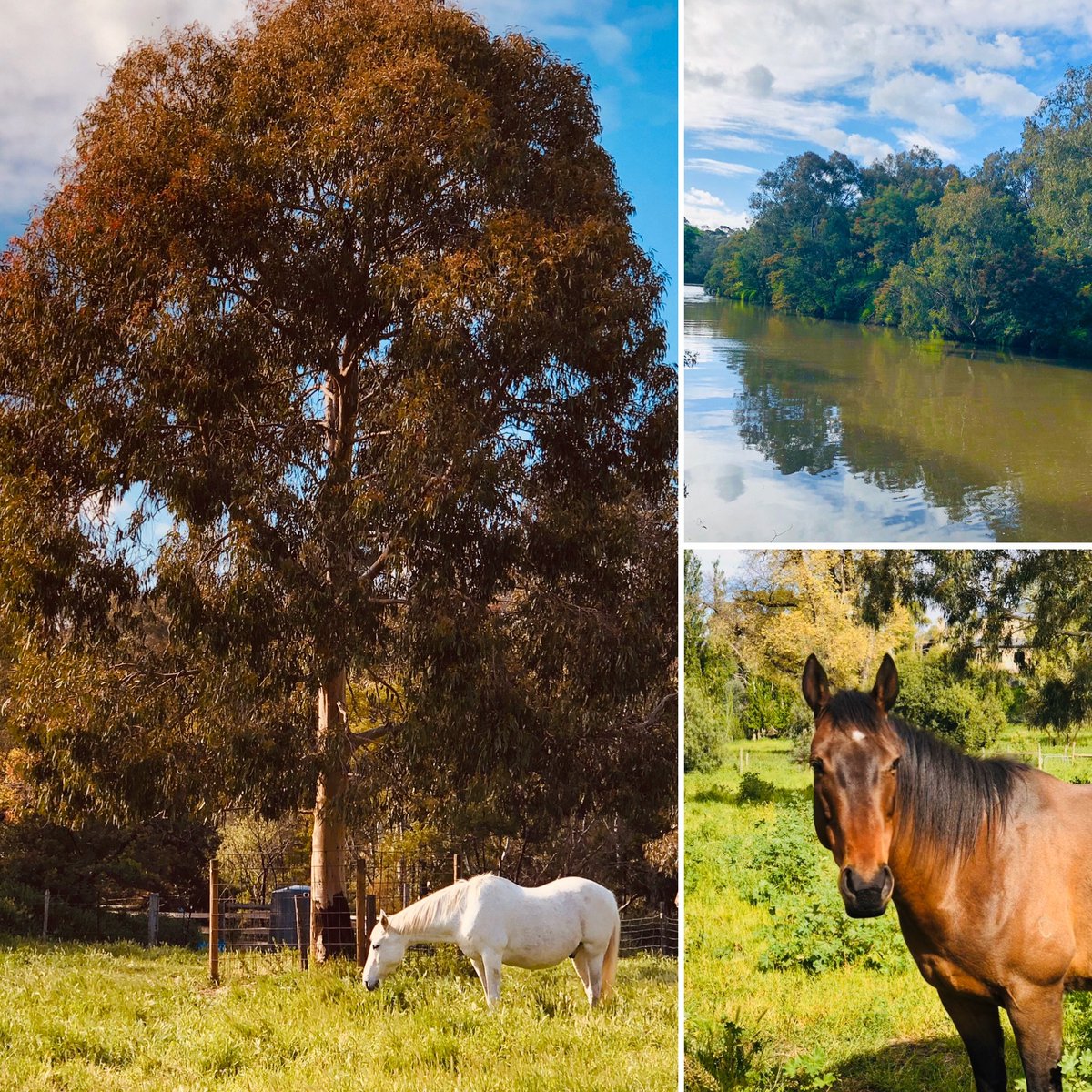 akellyauthor's tweet photo. Stopped pounding the keyboard this morning and pounded the trail instead. Gorgeous day, the horses are pretty chilled, and I'm chilled. ✍️ 🐎 😊
#akellyauthor
#romanceRethought
#amWriting
#horses
#walkingTrail
#riverWalk https://t.co/KthqdwyhVy
