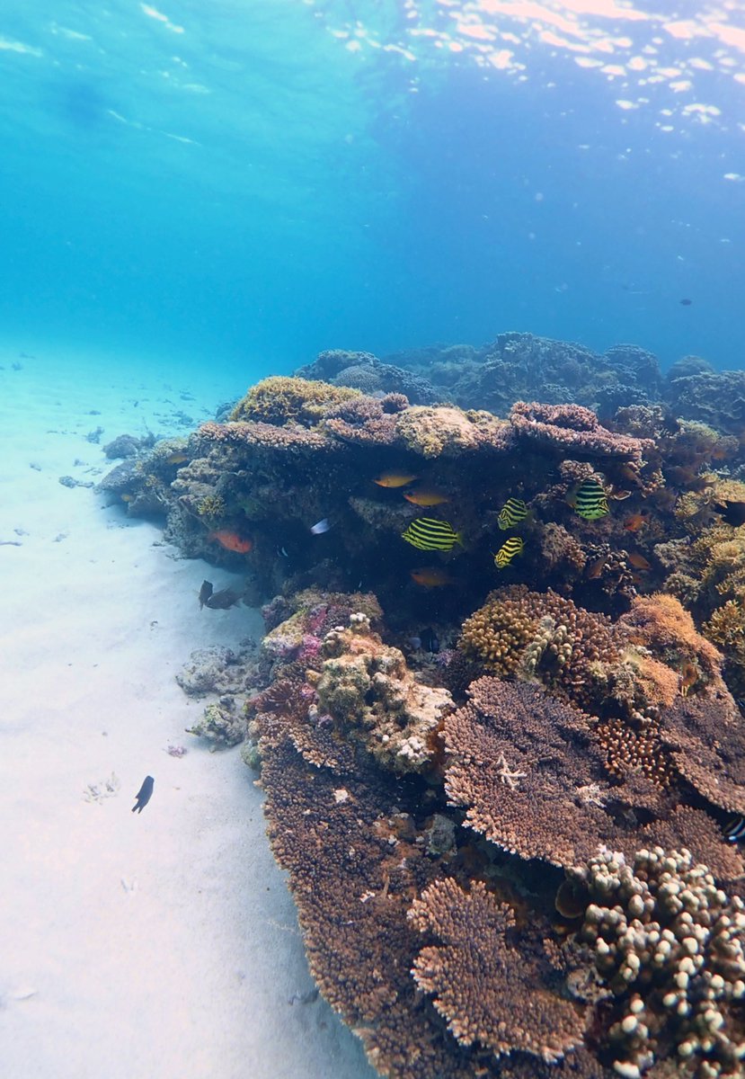 Dr. Charlotte Page (@charevepage) on Twitter photo #LordHoweMarinePark is truly a mix of #temperate and #tropical, with softies living next to hard corals next to algae, and a mix of fish life to compliment. So many questions to ask in this unique ecosystem. Taken whilst monitoring with <a href="/RosieRiots/">Rosie Steinberg, PhD 🪸</a> <a href="/TessMoriarty/">Dr Tess Moriarty</a> #LordHoweMarinePark is truly a mix of #temperate and #tropical, with softies living next to hard corals next to algae, and a mix of fish life to compliment. So many questions to ask in this unique ecosystem. Taken whilst monitoring with <a href="/RosieRiots/">Rosie Steinberg, PhD 🪸</a> <a href="/TessMoriarty/">Dr Tess Moriarty</a>