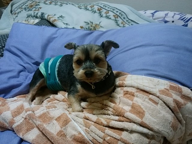 我が家のヨーキー