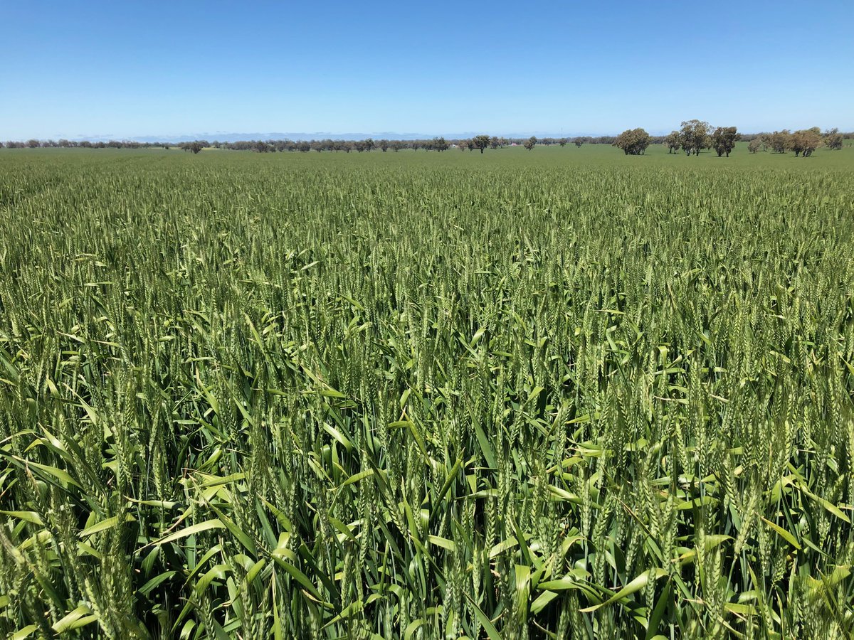 Wheat in full flower/ early grain fill across west Wimmera /mid South east SA. Big crops but running low on moisture and heat coming this week😕⁦<a href="/GRDCSouth/">GRDC South</a>⁩ ⁦<a href="/honneragri/">Simon Honner</a>⁩ ⁦@Mackillopfarm⁩ ⁦<a href="/LandmarkEchelon/">Landmark Echelon</a>⁩