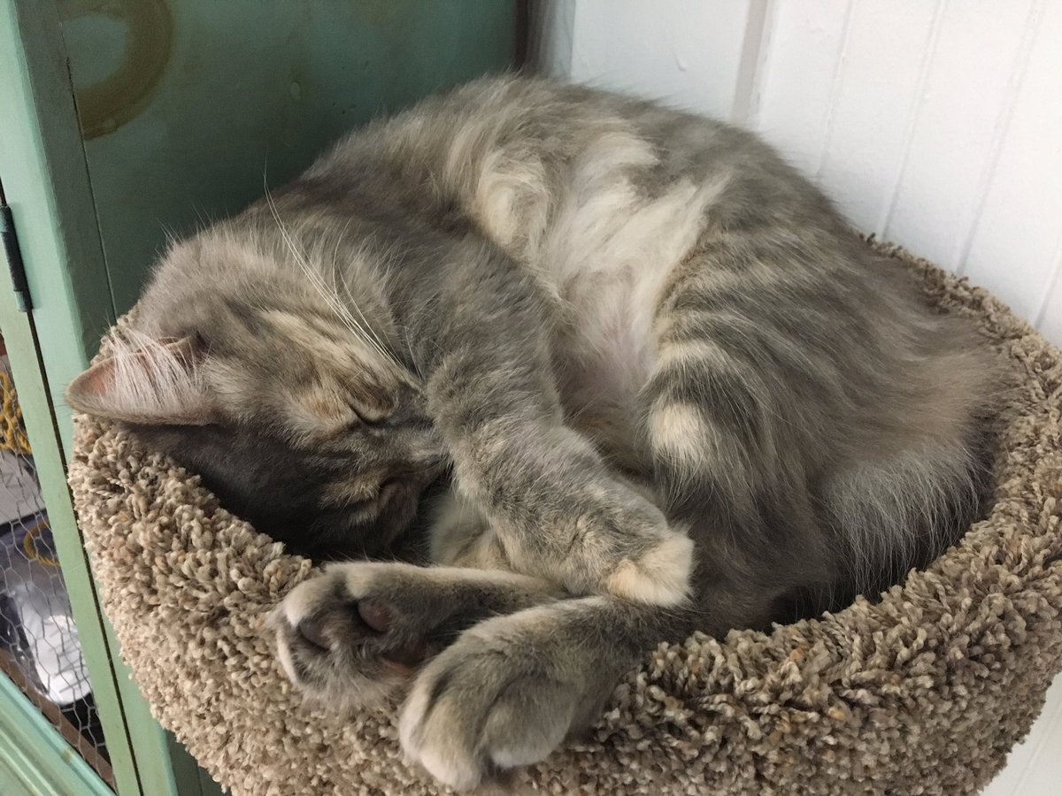 "Kitter."