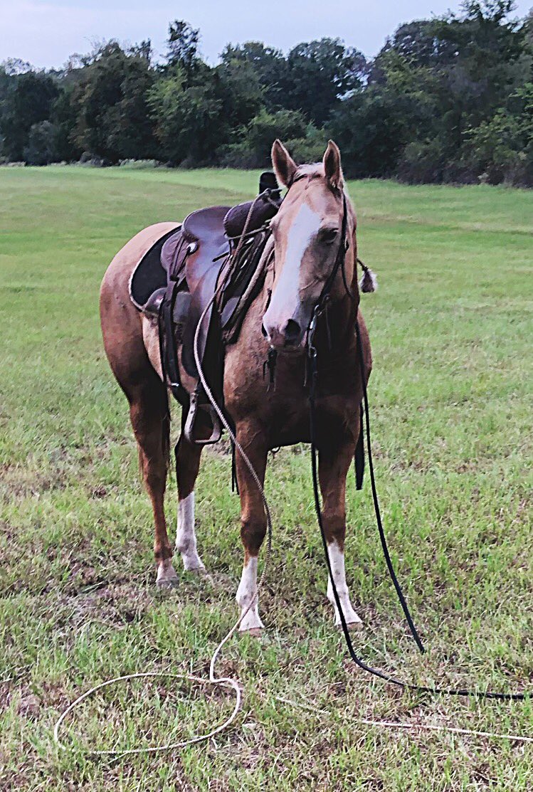 DoubleBRanch4's tweet photo. Really good all around ranch and rope horse for sale. Ranch work, pickup horse, started on the heel side. More info here ... https://t.co/J91N1Q95Py #palomino #ranchhorse #heelhorse #pickuphorse #horse #horseforsale #doublebranch #doublebranchhorses #allaroundhorse https://t.co/eEVPX9TWIo